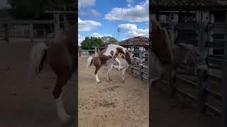 Horse mating donkey love #animal #animals #love