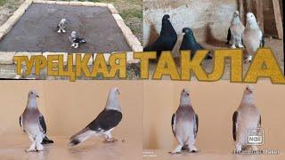 ТУРЕЦКАЯ  ТАКЛА МИР ГОЛУБЕВОДСТВА  UZB PIGEONS