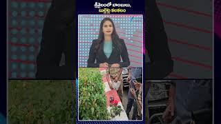 Bullets And Bombs Found In Srisailam | శ్రీశైలంలో బాంబులు, బుల్లెట్ల కలకలం | ZEE Telugu News