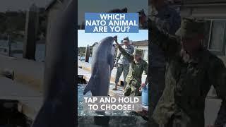 Which NATO animal are you?