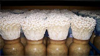 How Japanese Farming Enoki Mushroom - Amazing Enoki Mushrooms Harvesting and Processing