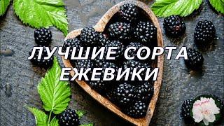 Лучшие сорта ежевики