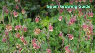 Geum Growing Guide by GardenersHQ