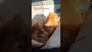 едем️️️ #боня #лола