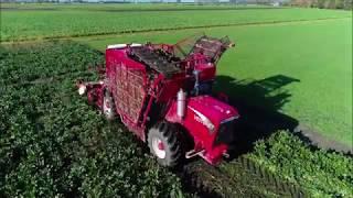 Suikerbieten rooien 2018 / Sugar Beet Harvest / Zuckerrüben Ernte / Vervaet Beet Eater / Fendt