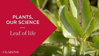 Ingredients Around the World: Organic Leaf of Life | Clarins