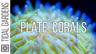 Plate Coral Care Tips - Fungia, Cycloseris, Diaseris, Lithophyllon, etc.