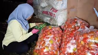 Mulung sekarang alhamdulillah tomatnya sepertinya semakin banyak