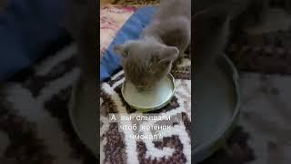 котенок кушает #искуственное кормление #2.5 месяца