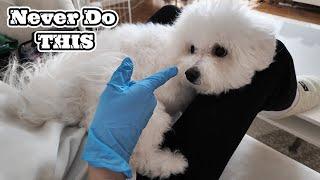 6 Bichon Frise Mistakes You WON'T Believe Owners Make!