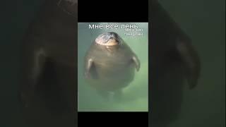 я тюлень #тюлень #рек