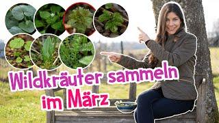 7 Wildkräuter, die du im März unbedingt sammeln solltest!  Jetzt sicher erkennen  #garten