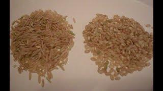 Rice 101-How to Freeze Cooked Rice and Use it Later