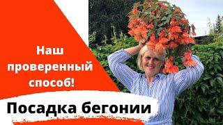 Посев бегонии. Самый простой  способ! Успех гарантирован!