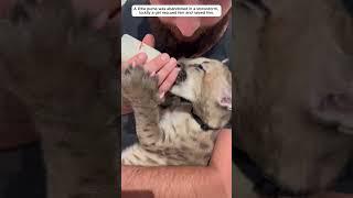 Poor little puma in the snowstorm, luckily a family saved him..