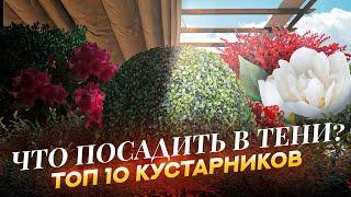 10 самых неприхотливых кустарников для тени