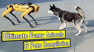 Funniest Animals and Pets Videos || Try Not To Laugh || PETASTIC 