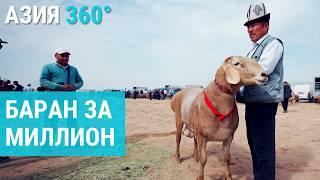 Бараны по цене квартиры. Самые дорогие животные ЦА | АЗИЯ 360°