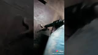 Vara cats