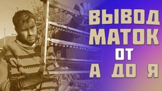 Фильм. Как вывести маток от А до Я. Простейший способ вывода маток без затрат или профессиональный