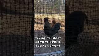 The rooster ALWAYS has something to say! #homestead #backyardchickens #rooster