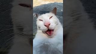Cats being cats  #funny #catvideos #catshorts #cat
