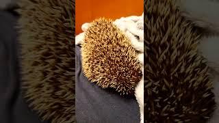 Little hedgehog try to hide in my blanket