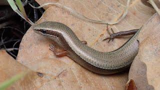 Budaks Slangenoogskink/Budak's Snake-eyed Skink (Ablepharus budaki)