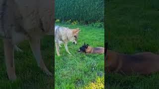 Wolf Dog vs. Malinois