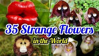 35 Strange flowers in the world | Strange & unusual flowers identification  #lipshaworld #gardening