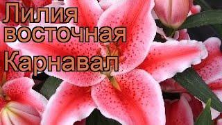 Лилия восточная Карнавал (lilium carnival)  Карнавал обзор: как сажать, луковицы лилии Карнавал