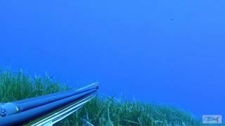 Pescasub : Corvine e Barracuda curiosi - Claudio Basili