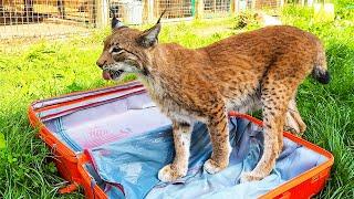 WHICH LYNX IS THE MOST DOMESTIC? / Maine Coon Naya got pregnant from Lord