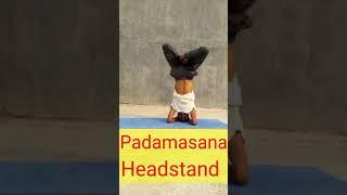 #shorts Padamasana Headstand | Advanced Yoga Poses | Yoga and Fitness With Shiva