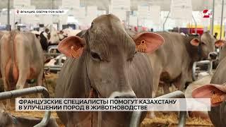 Французские специалисты помогут Казахстану улучшить племенное животноводство