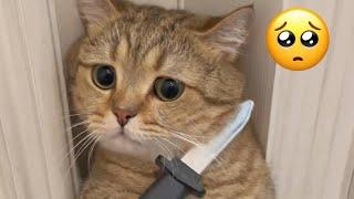 Funny Cat videos knife prank on cat #funnycat #funnyanimals  #cutecats  #cat #catvideos #pet#prank