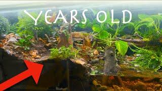 Years old rainforest ecosystem vivarium over time, this happened...