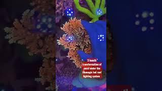 3 month #coral frag transformation under illumagic leds for #reef tanks