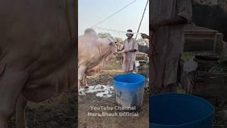 Bath Time  | Cow Showering Moments | Mera Shauk Official