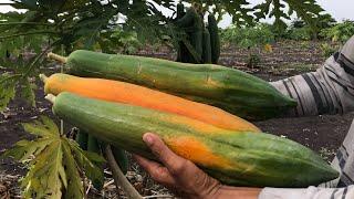 The best variety of papaya  in my farm and seed extraction