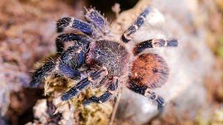 HOW TO KEEP Gold Banded Sunburst Dwarf Tarantula Neischnocolus sp. Panama