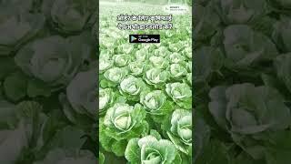 अच्छी गुणवत्ता और पैदावार लेने के लिए उपयोग करें Seminis Green Flash Hybrid Cabbage |Hybrid Cabbage