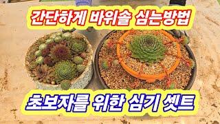 간단하게 바위솔 심는방법 초보를위한 심기셋트 용설바위솔농원 010-2676-0794