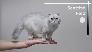 "Scottish Fold" The process of making with wool felt