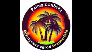 Palmy z Lubska  Egzotyczny ogród Sommerfeld - @Andrzej Sobkowiak  #palmy