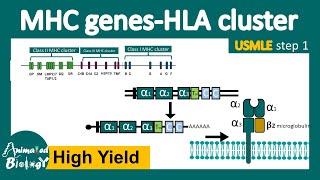 MHC gene expression | MHC polymorphism | HLA cluster | USMLE step 1