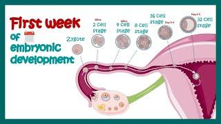 Embryology | Fertilization, Cleavage, Blastulation | First week of embryonic development | Zygote