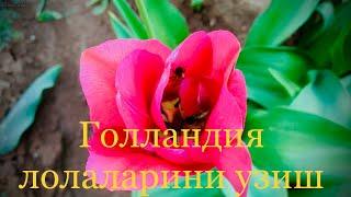 05. Голландия лолаларини узиш #tulip #flower #gardening #muzaffar #qodirov.  Тел: +998 93 733 76 05.