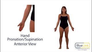 Hand Pronation Supination