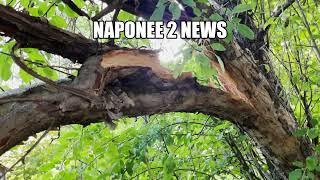 NAPONEE 2 NEWS - BREAKING NEWS!